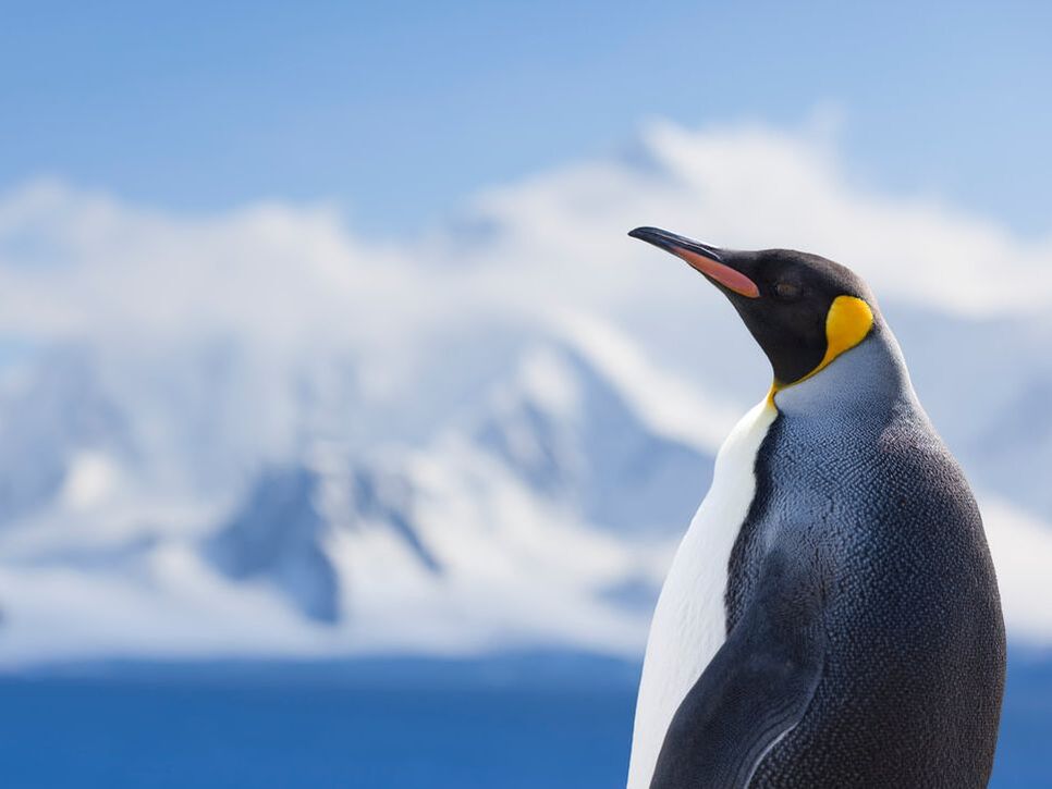 Antartctica penguin
