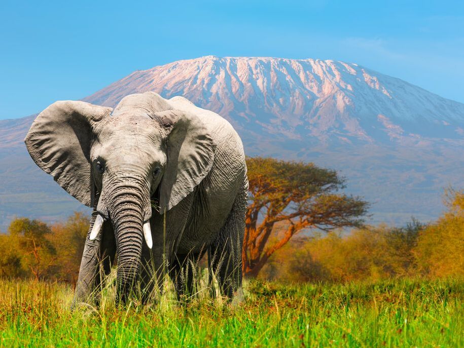 Elephant at Kilimanjaro 